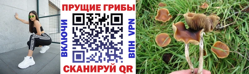 Псилоцибиновые грибы Magic Shrooms ОМГ ОМГ как зайти Берёзовка наркошоп